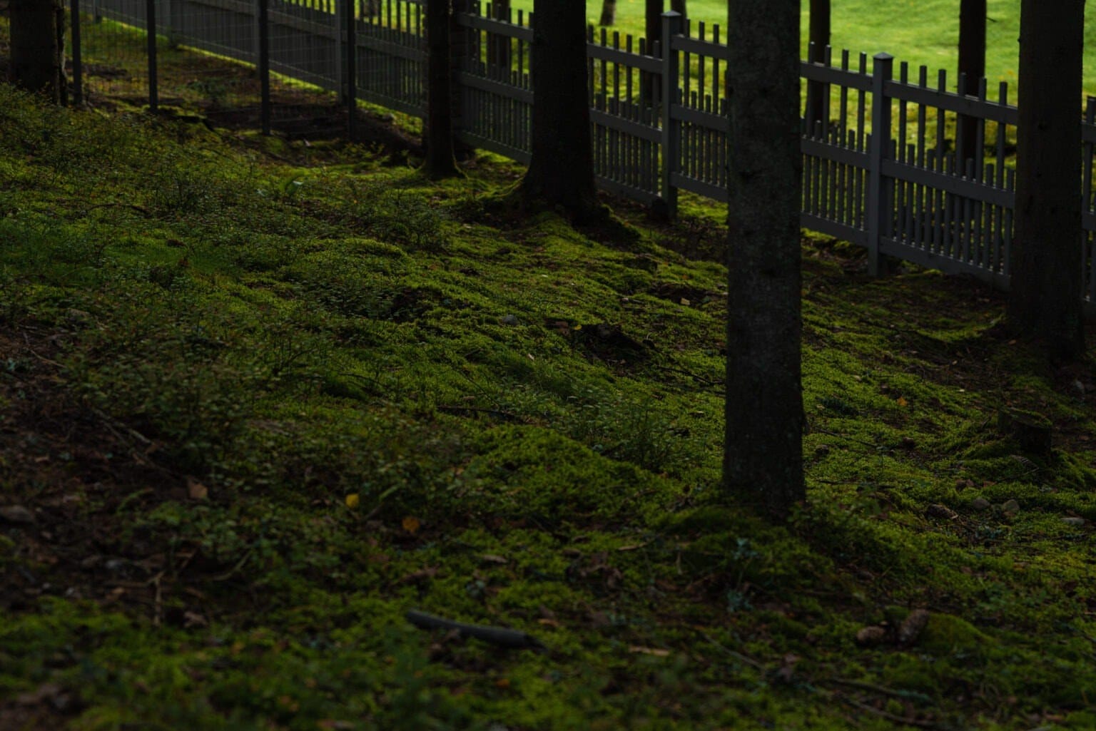 Сад на склоне: покрытие, дорожки и мощение — ландшафтная студия Derevo Park
