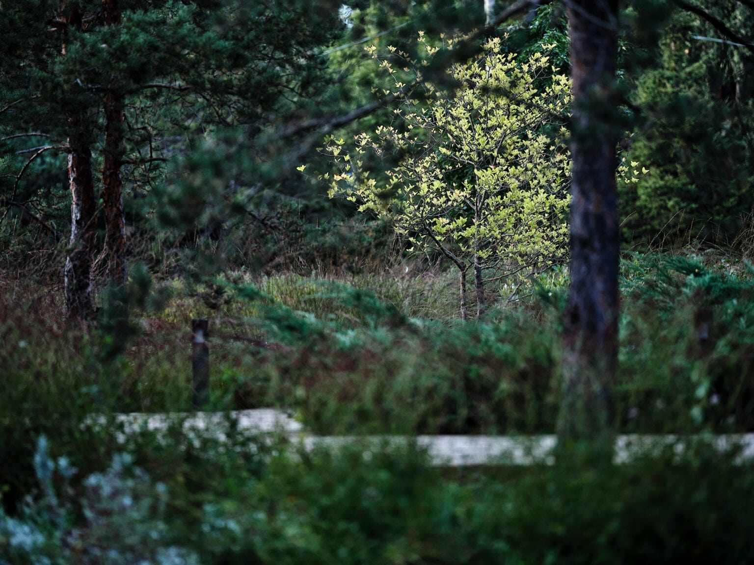 Таинственный лес: озеленение и растения — ландшафтная студия Derevo Park