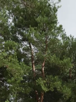 Резиденция "Рощино": озеленение и растения — ландшафтная студия Derevo Park
